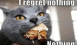 奇葩画猫吃瓜视频下载免费,猫咪吃瓜大作战，免费下载笑翻天