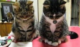 奇葩画猫吃瓜视频下载免费,猫咪吃瓜大作战，免费下载笑翻天